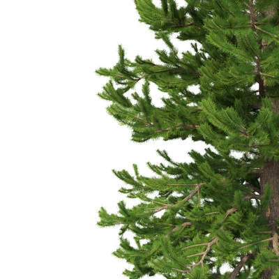 Norway spruce Set 1 Corona — Ver 2