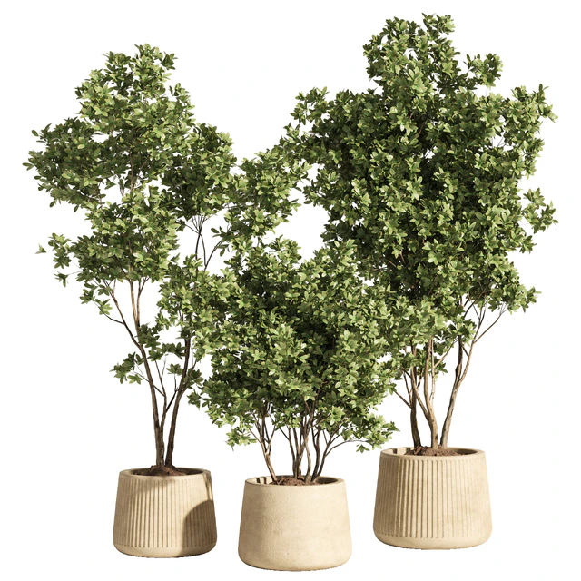 indoor plant set 84 — Скачать
