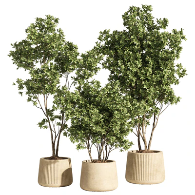 indoor plant set 84 — Вид 1