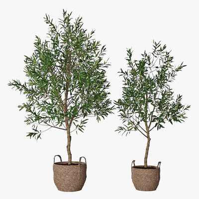 Olive tree — Ver 1