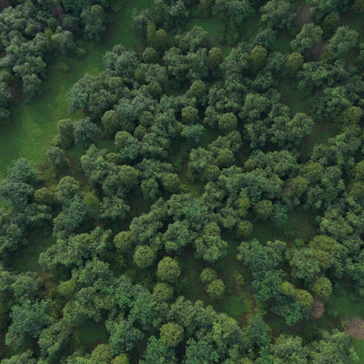 Mixed summer forest — Ver 2
