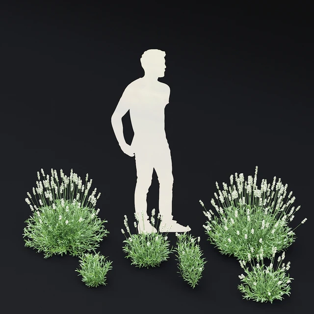 Лаванда узколистная цветы | Lavandula angustifolia Alba — Скачать
