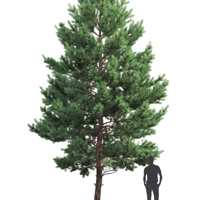 Pine — Ver 2