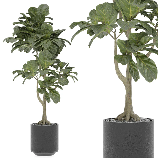 indoor Plant 295 — Descargar