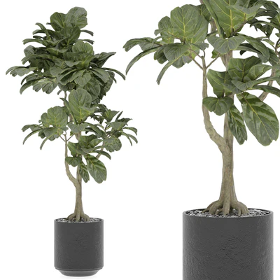 indoor Plant 295 — Ver 2