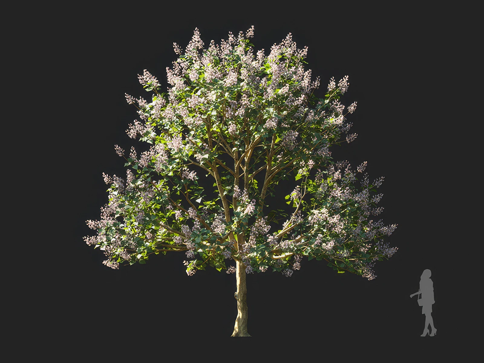 paulownia elongata 006 — Скачать