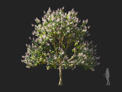 paulownia elongata 006 — download