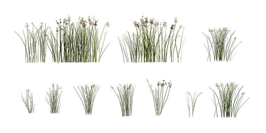 softstem bulrush 001 — Descargar