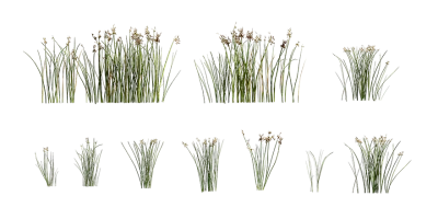 softstem bulrush 001 — Descargar