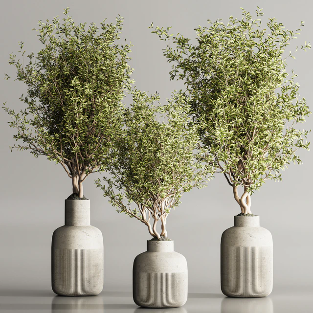 Indoor Plant Set 107 — Descargar