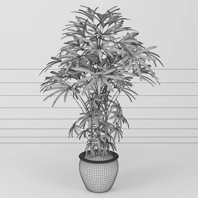 Рапис ( Raphis Palm ) — Вид 2