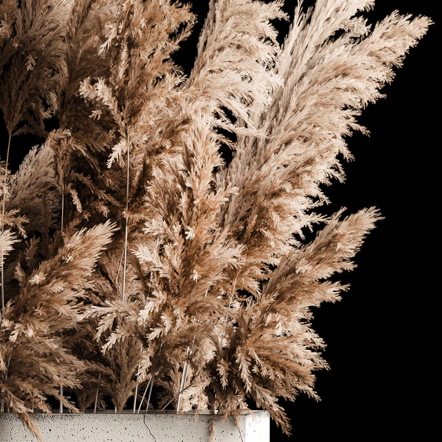 Dried flower bouquet of pampas from dry reeds in a concrete vase of pampas grass, Cortaderia. 268. — Descargar