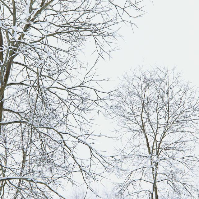 Winter Ash | Ash-tree winter # 4 (18m) — Download