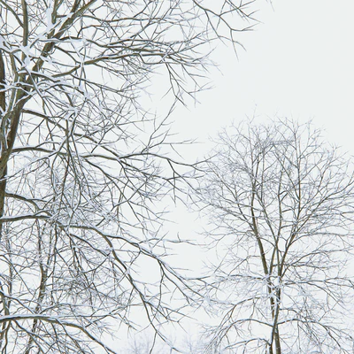Winter Ash | Ash-tree winter # 4 (18m) — View 2