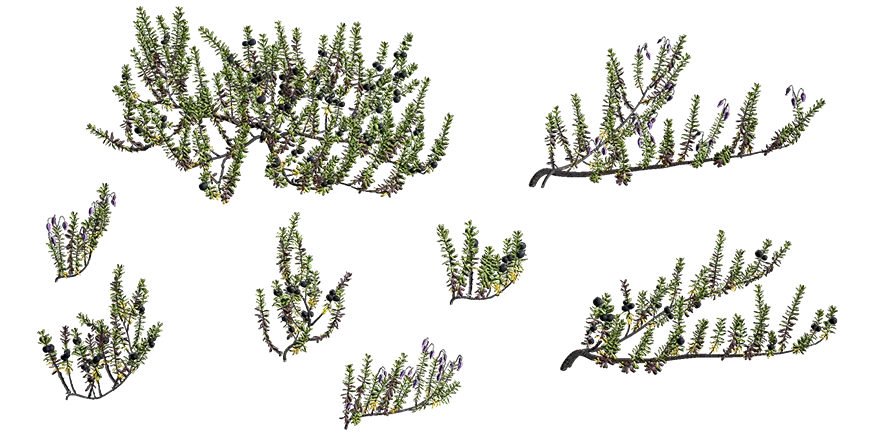 crowberry 001 — Descargar