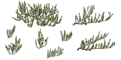 crowberry 001 — Descargar