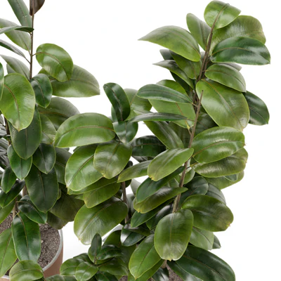 Indoor Plants in rusty Concrete Pot - Set 692 — Вид 2