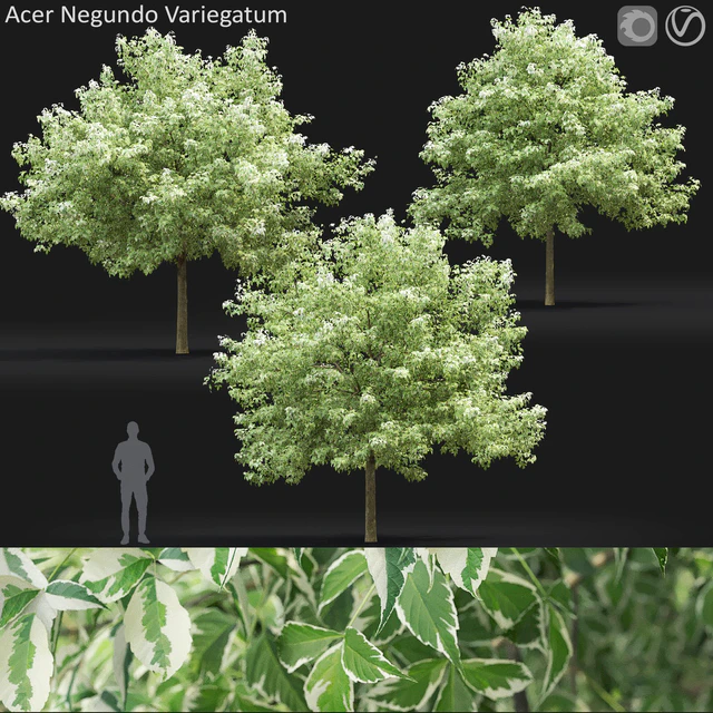Acer Variegatum — Descargar