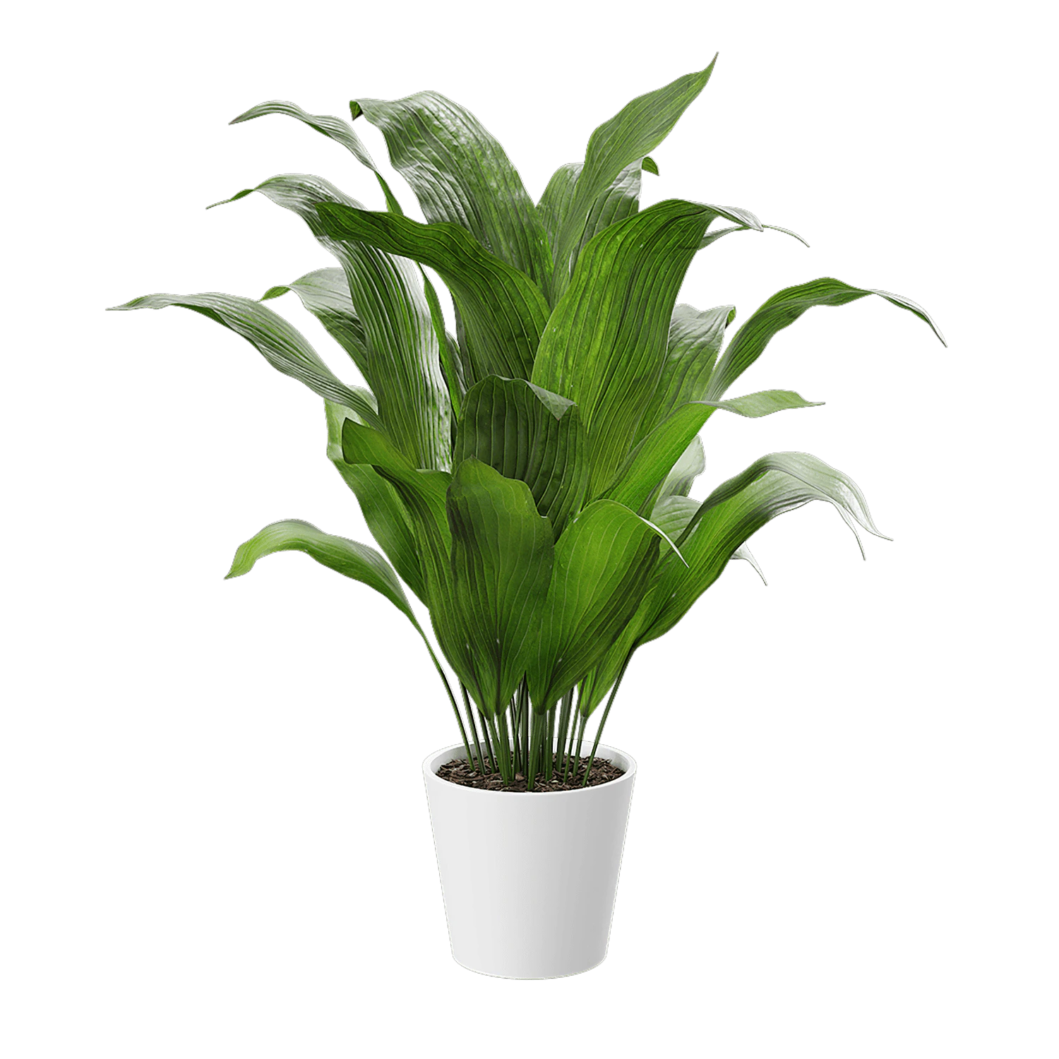 plant aspidistra elatior — Скачать