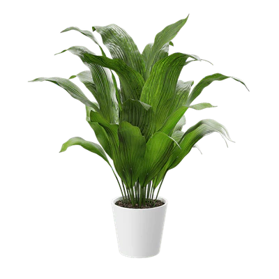 plant aspidistra elatior — Скачать