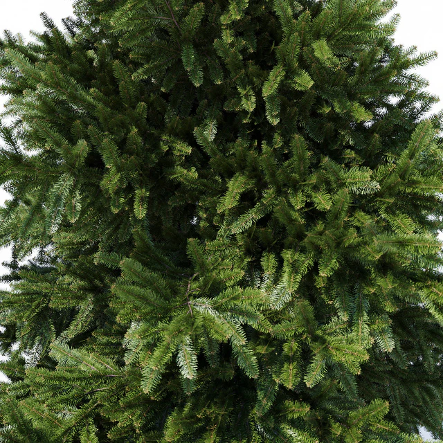Prickly spruce 3m — Descargar
