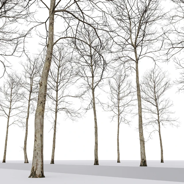Plane-tree / Sycamore / Platanus #17 — Descargar