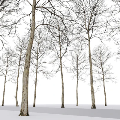 Plane-tree / Sycamore / Platanus #17 — Ver 2