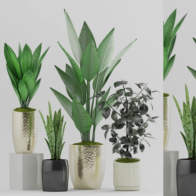 Plant 89 — Descargar