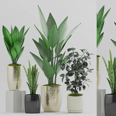 Plant 89 — Ver 1