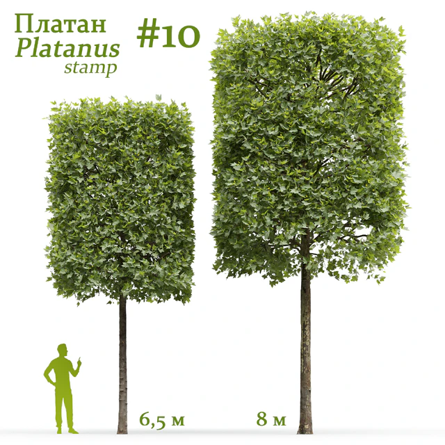 Платан / Sycamore / Platanus stamp #10 — Скачать