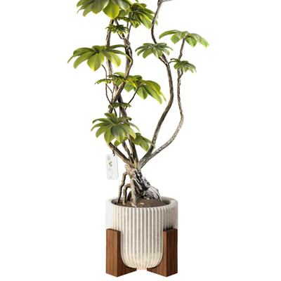 Bonsai FicusTree Set 345 — Ver 4