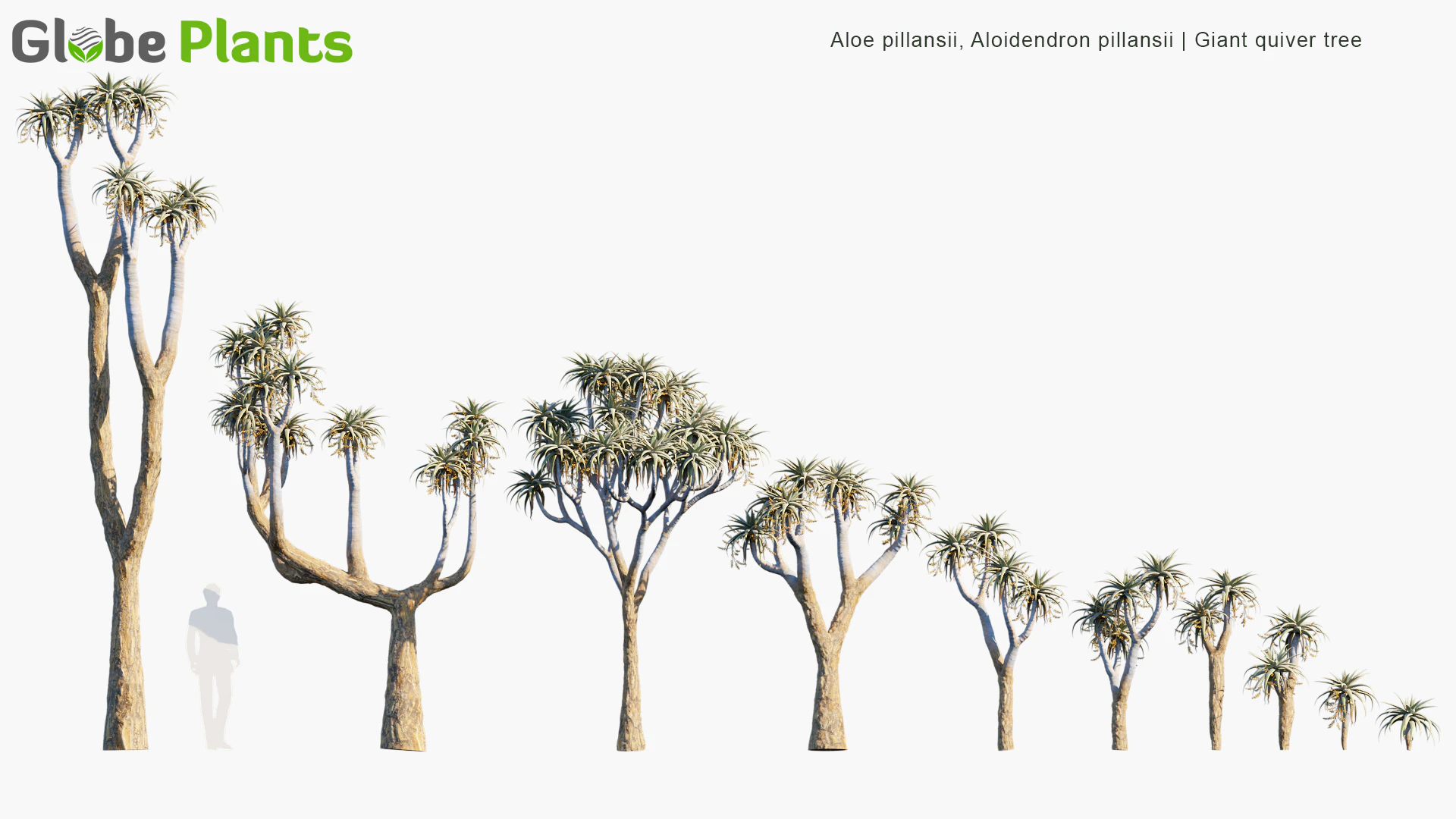 aloe pillansii — Скачать