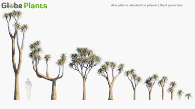 aloe pillansii — descargar