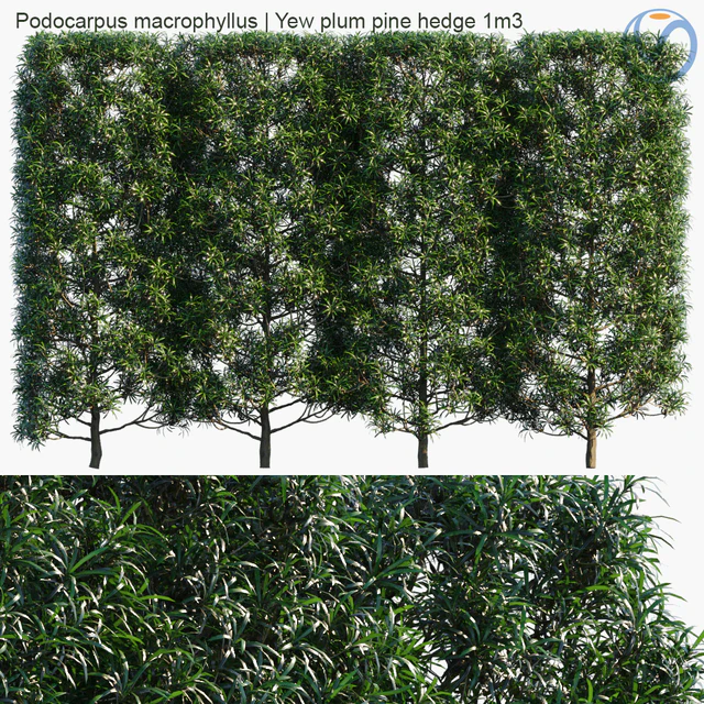 Podocarpus macrophyllus | Yew plum pine hedge 1m3 — Descargar