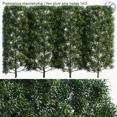Podocarpus macrophyllus | Yew plum pine hedge 1m3 — Ver 1