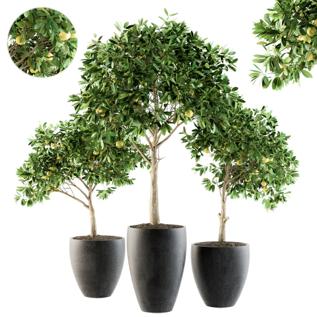 Outdoor Plants lemon tree - Set 97 — Descargar