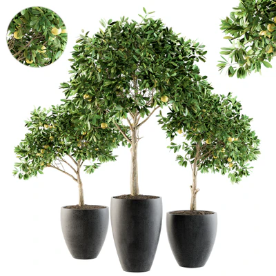 Outdoor Plants lemon tree - Set 97 — Ver 1