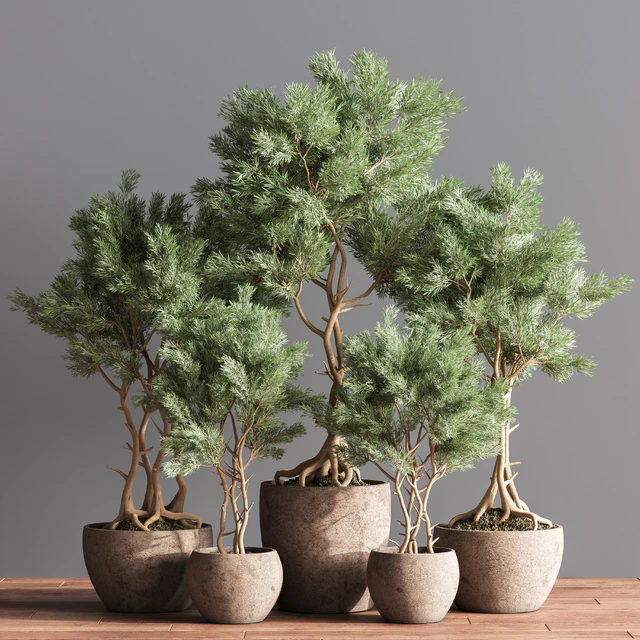 Indoor Plant Set 76 — Download