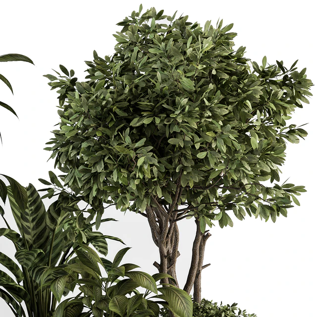 indoor Plant Set 378- Tree and Plant Set in pot — Descargar