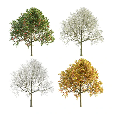 Apple Tree 5 Seasons — Вид 1