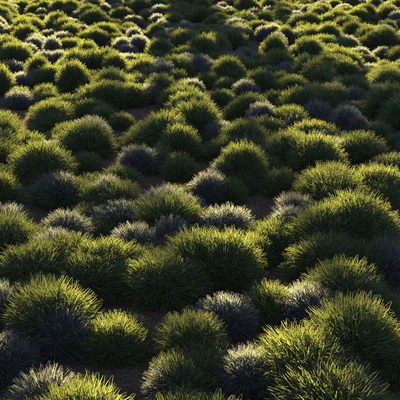 Round grass — Вид 4