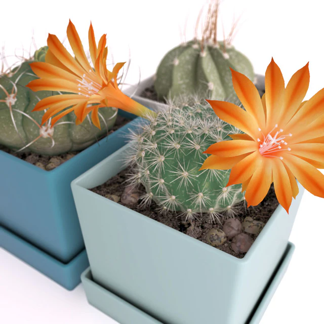 Three cactus — Descargar