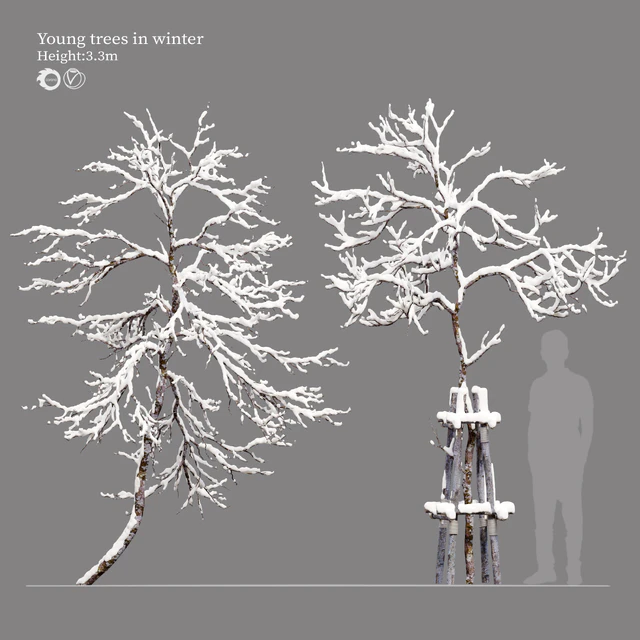winter young trees — Descargar