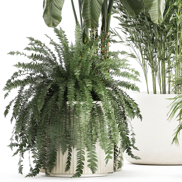 Collection of plants in white flower pots with Banana palm, ravenala, fern, bamboo. set 1352 — Descargar