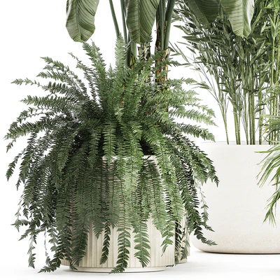 Collection of plants in white flower pots with Banana palm, ravenala, fern, bamboo. set 1352 — Ver 5