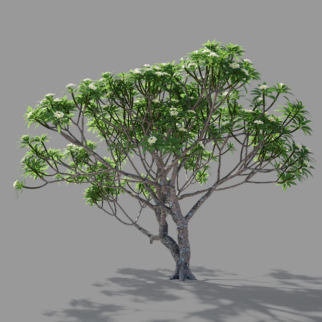 Plumeria 2 — Descargar