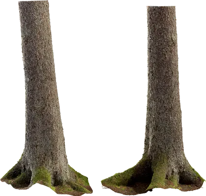 spruce tree trunk 009 — Скачать