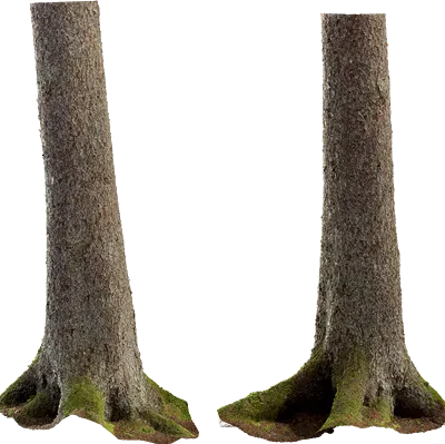 spruce tree trunk 009 — Скачать
