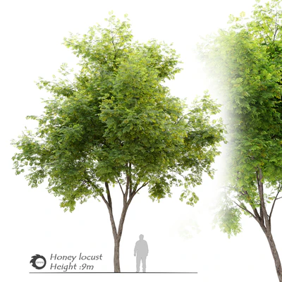 Honey locust (Gleditsia triacanthos) — Вид 1