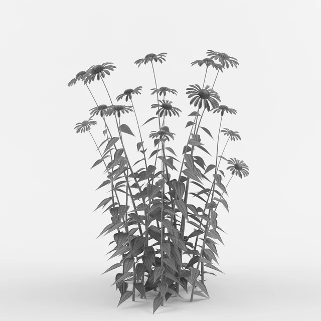 Echinacea purpurea bush | Echinacea purpurea — Descargar